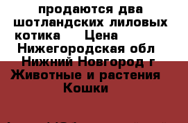 продаются два шотландских лиловых котика,  › Цена ­ 5 000 - Нижегородская обл., Нижний Новгород г. Животные и растения » Кошки   